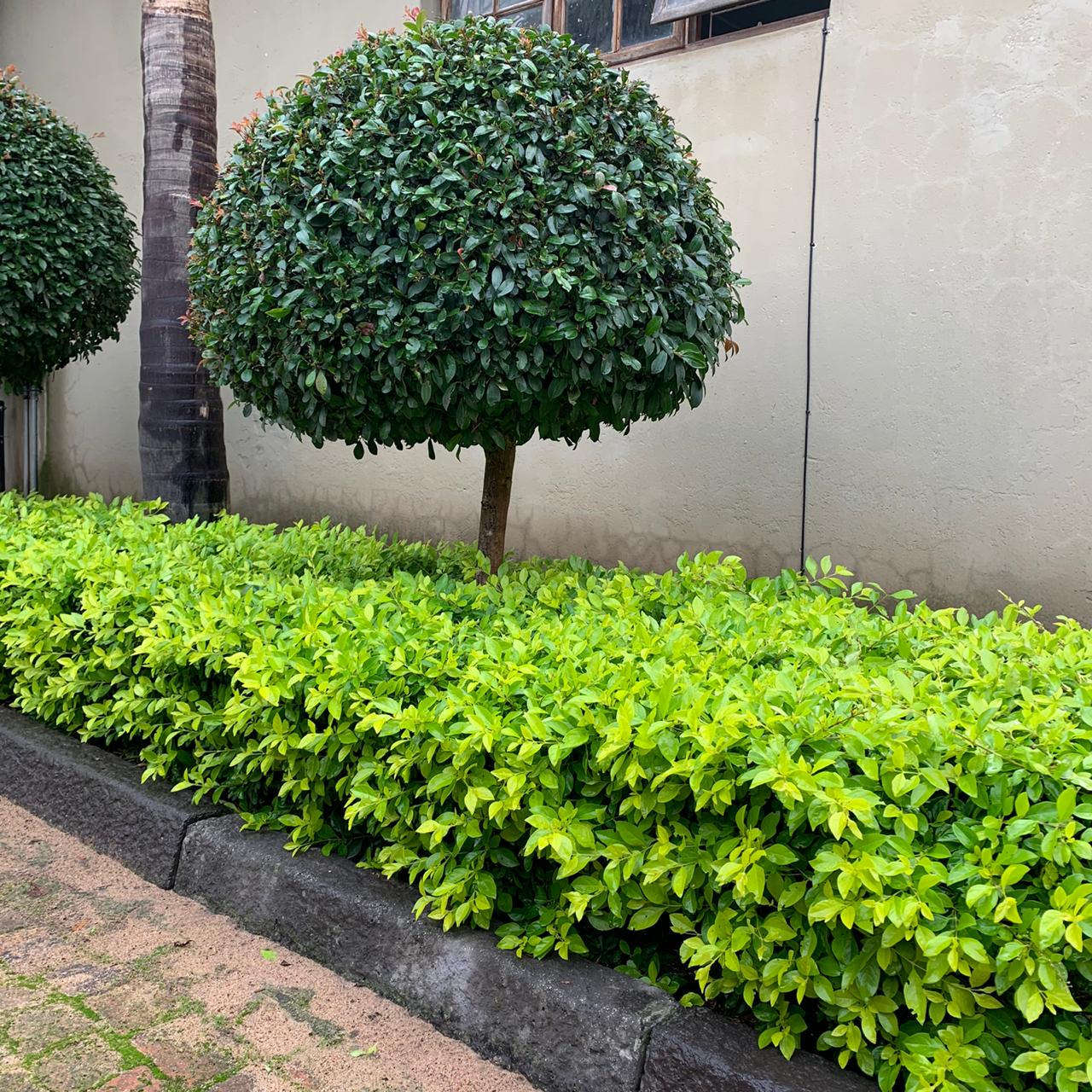 Lush Lawns Hedge Trimming