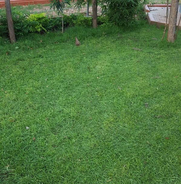 Lush Lawns Paspalum Grass